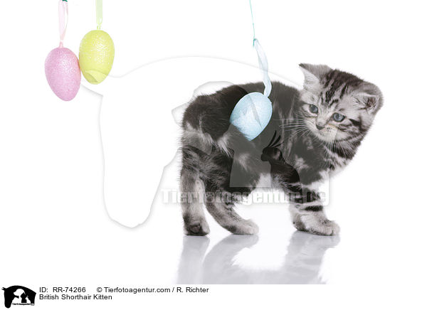 Britisch Kurzhaar Ktzchen / British Shorthair Kitten / RR-74266