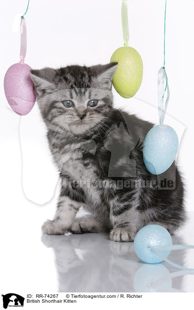Britisch Kurzhaar Ktzchen / British Shorthair Kitten / RR-74267