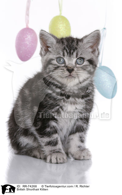 Britisch Kurzhaar Ktzchen / British Shorthair Kitten / RR-74268