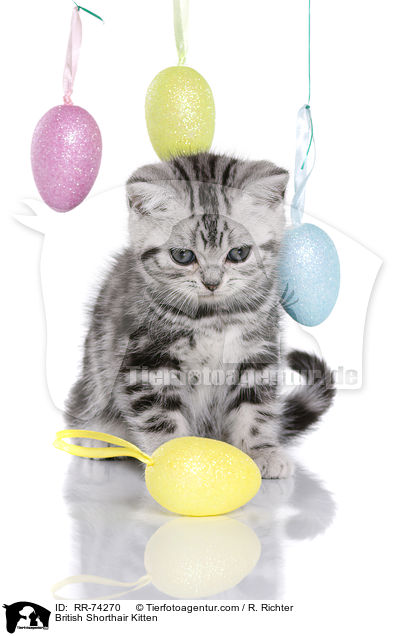 Britisch Kurzhaar Ktzchen / British Shorthair Kitten / RR-74270