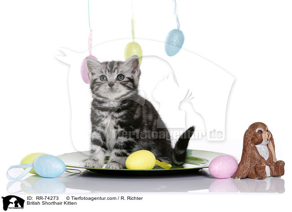 Britisch Kurzhaar Ktzchen / British Shorthair Kitten / RR-74273