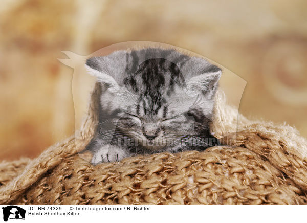 Britisch Kurzhaar Ktzchen / British Shorthair Kitten / RR-74329