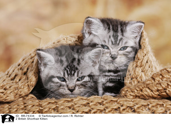 2 Britisch Kurzhaar Ktzchen / 2 British Shorthair Kitten / RR-74334