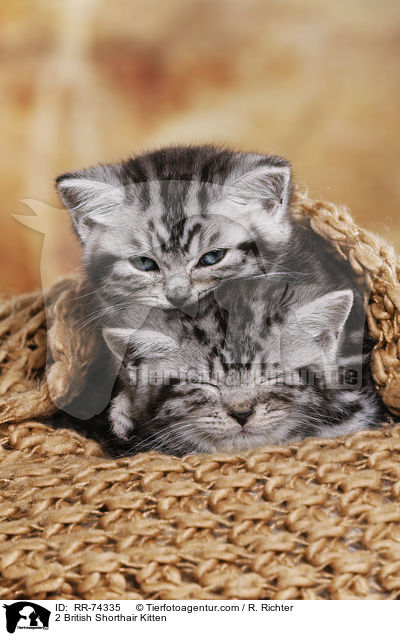 2 Britisch Kurzhaar Ktzchen / 2 British Shorthair Kitten / RR-74335