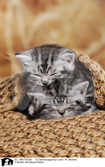 2 Britisch Kurzhaar Ktzchen / 2 British Shorthair Kitten / RR-74336