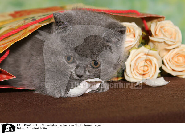 Britisch Kurzhaar Ktzchen / British Shorthair Kitten / SS-42581