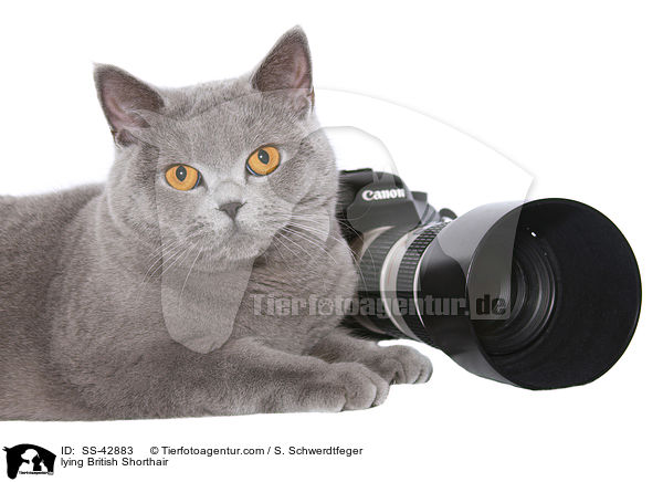 liegende Britisch Kurzhaar / lying British Shorthair / SS-42883