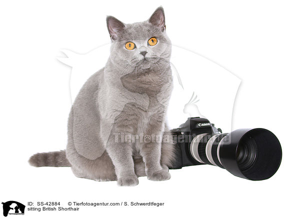 sitzende Britisch Kurzhaar / sitting British Shorthair / SS-42884