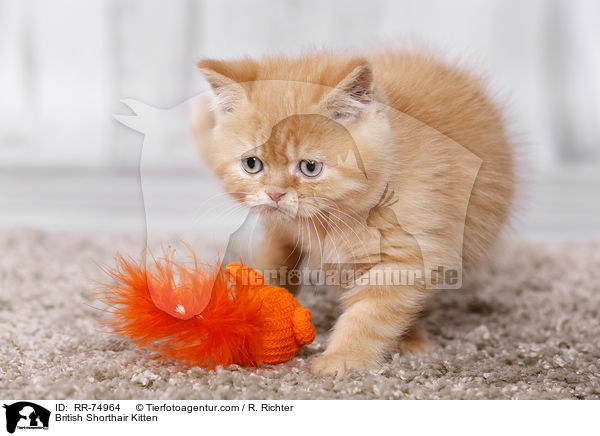 Britisch Kurzhaar Ktzchen / British Shorthair Kitten / RR-74964