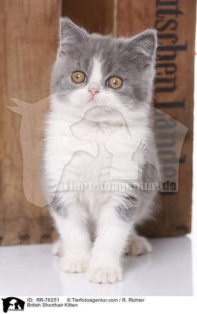 Britisch Kurzhaar Ktzchen / British Shorthair Kitten / RR-76251