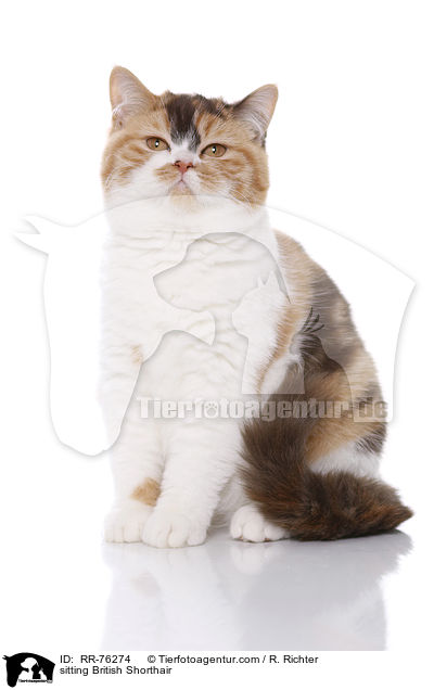sitzende Britisch Kurzhaar / sitting British Shorthair / RR-76274