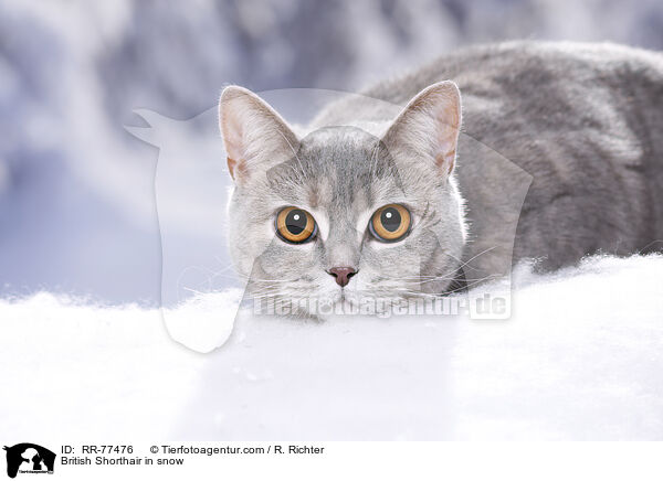 Britisch Kurzhaar im Schnee / British Shorthair in snow / RR-77476