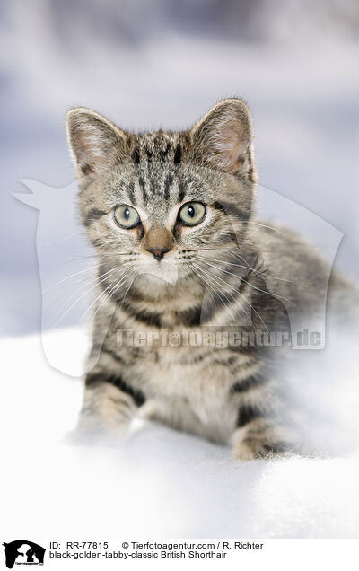 black-golden-tabby-classic Britisch Kurzhaar / black-golden-tabby-classic British Shorthair / RR-77815