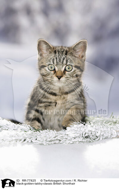 black-golden-tabby-classic Britisch Kurzhaar / black-golden-tabby-classic British Shorthair / RR-77825