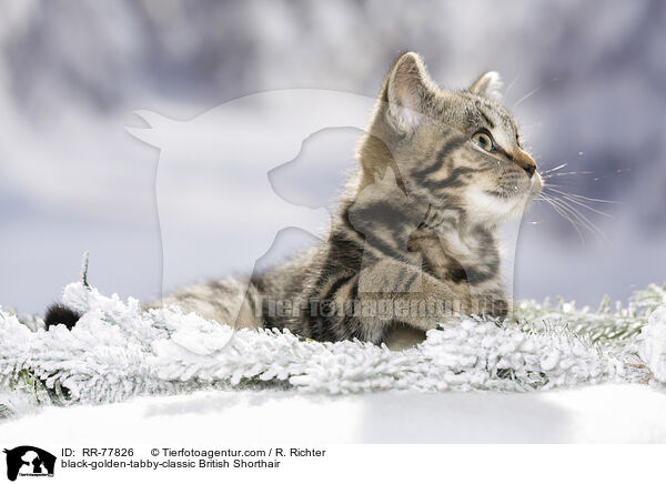 black-golden-tabby-classic Britisch Kurzhaar / black-golden-tabby-classic British Shorthair / RR-77826
