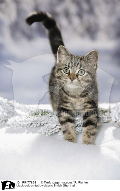 black-golden-tabby-classic Britisch Kurzhaar / black-golden-tabby-classic British Shorthair / RR-77828