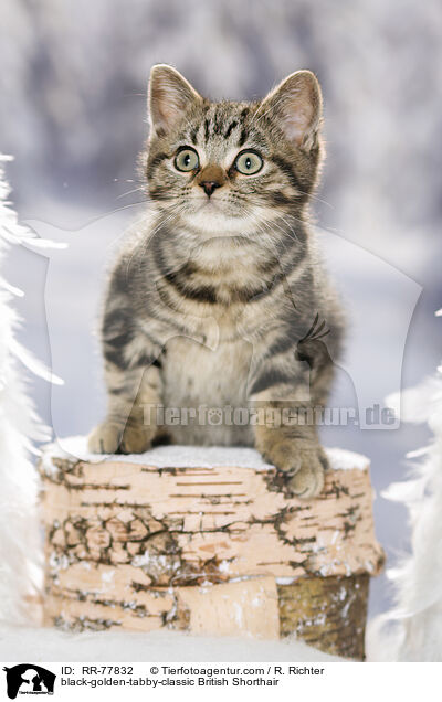 black-golden-tabby-classic Britisch Kurzhaar / black-golden-tabby-classic British Shorthair / RR-77832
