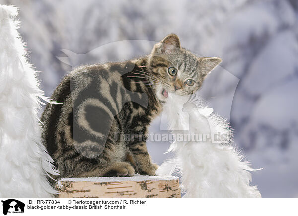 black-golden-tabby-classic Britisch Kurzhaar / black-golden-tabby-classic British Shorthair / RR-77834