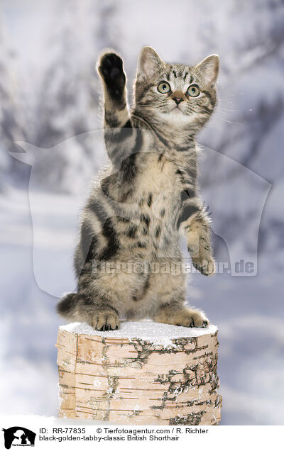 black-golden-tabby-classic Britisch Kurzhaar / black-golden-tabby-classic British Shorthair / RR-77835