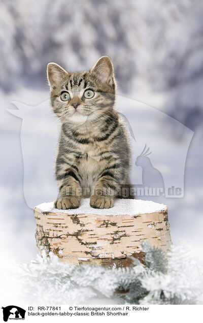 black-golden-tabby-classic Britisch Kurzhaar / black-golden-tabby-classic British Shorthair / RR-77841