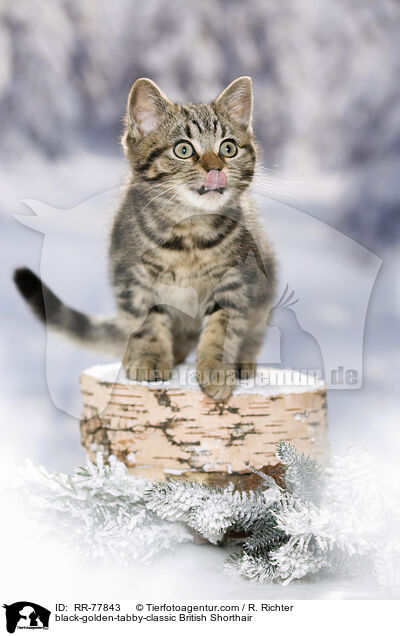black-golden-tabby-classic Britisch Kurzhaar / black-golden-tabby-classic British Shorthair / RR-77843