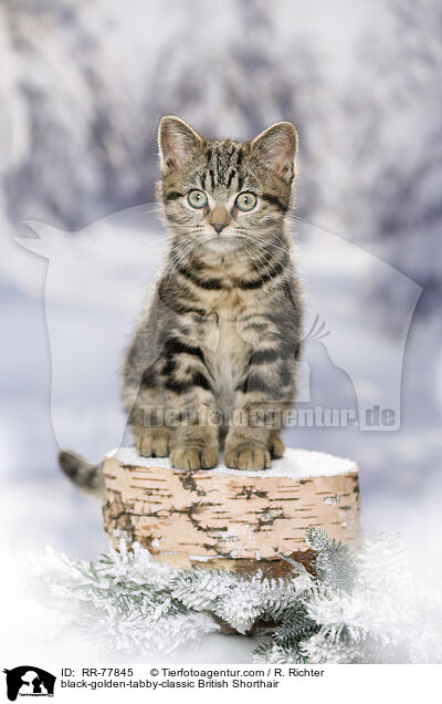 black-golden-tabby-classic Britisch Kurzhaar / black-golden-tabby-classic British Shorthair / RR-77845