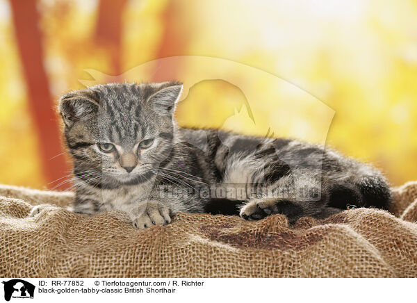 black-golden-tabby-classic Britisch Kurzhaar / black-golden-tabby-classic British Shorthair / RR-77852