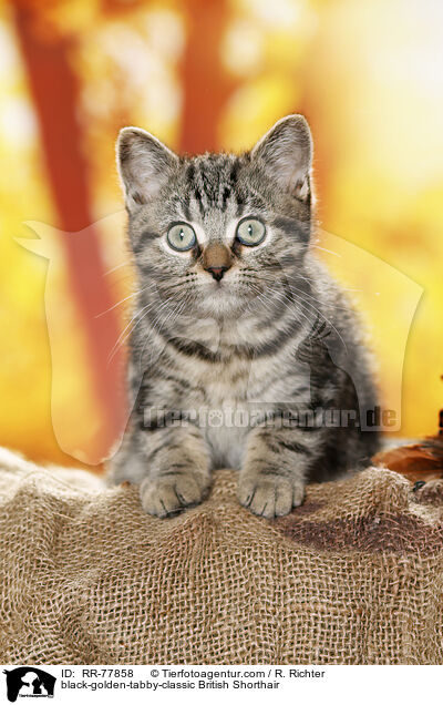 black-golden-tabby-classic Britisch Kurzhaar / black-golden-tabby-classic British Shorthair / RR-77858