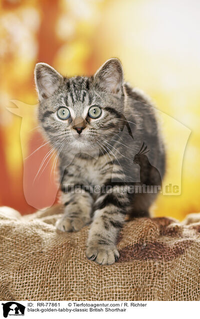 black-golden-tabby-classic Britisch Kurzhaar / black-golden-tabby-classic British Shorthair / RR-77861