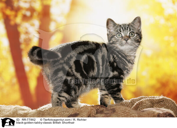 black-golden-tabby-classic Britisch Kurzhaar / black-golden-tabby-classic British Shorthair / RR-77862