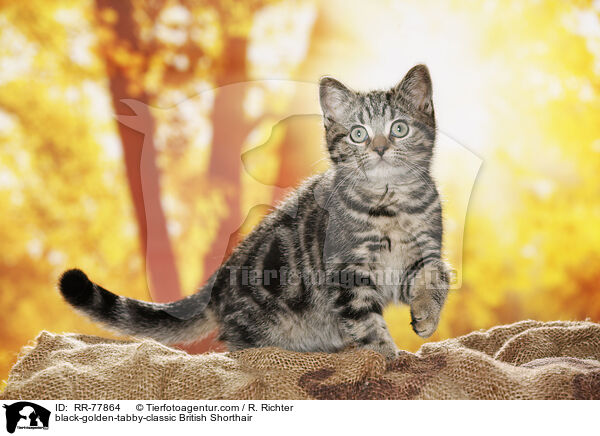 black-golden-tabby-classic Britisch Kurzhaar / black-golden-tabby-classic British Shorthair / RR-77864