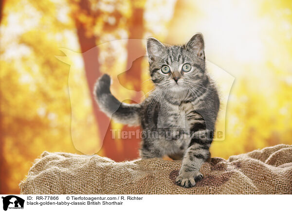 black-golden-tabby-classic Britisch Kurzhaar / black-golden-tabby-classic British Shorthair / RR-77866