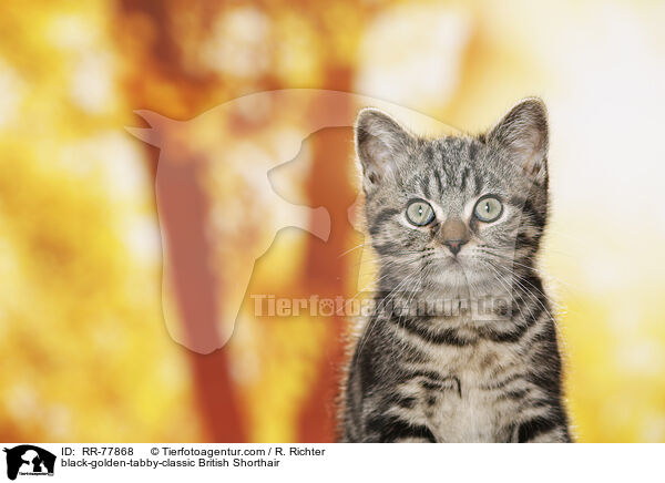 black-golden-tabby-classic Britisch Kurzhaar / black-golden-tabby-classic British Shorthair / RR-77868