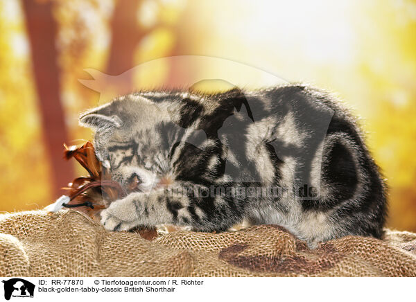 black-golden-tabby-classic Britisch Kurzhaar / black-golden-tabby-classic British Shorthair / RR-77870