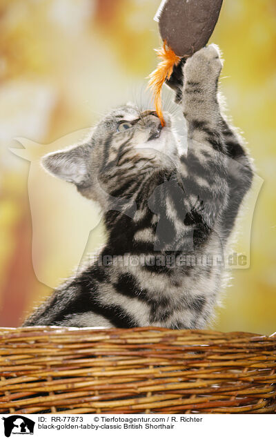 black-golden-tabby-classic Britisch Kurzhaar / black-golden-tabby-classic British Shorthair / RR-77873