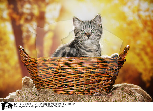 black-golden-tabby-classic Britisch Kurzhaar / black-golden-tabby-classic British Shorthair / RR-77878