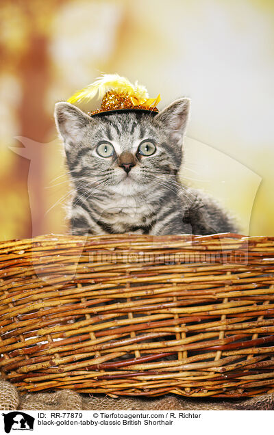 black-golden-tabby-classic Britisch Kurzhaar / black-golden-tabby-classic British Shorthair / RR-77879