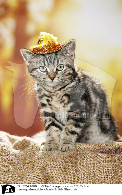 black-golden-tabby-classic Britisch Kurzhaar / black-golden-tabby-classic British Shorthair / RR-77880