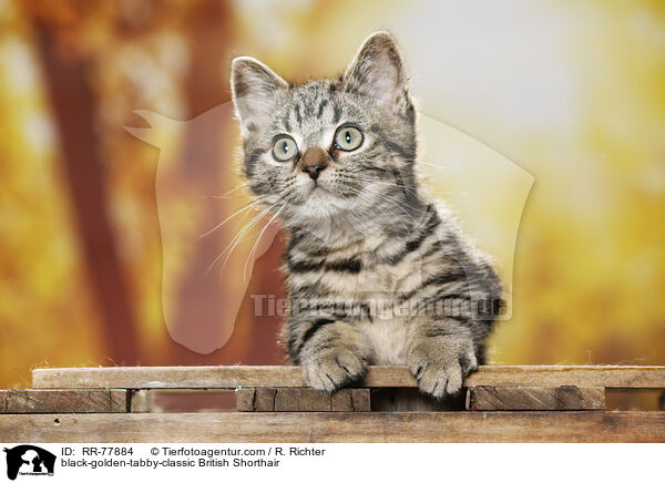 black-golden-tabby-classic Britisch Kurzhaar / black-golden-tabby-classic British Shorthair / RR-77884