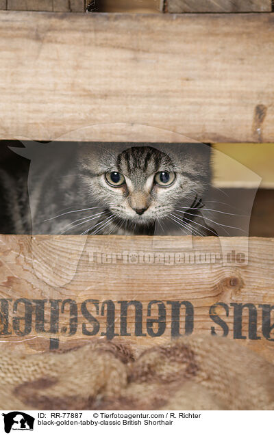 black-golden-tabby-classic Britisch Kurzhaar / black-golden-tabby-classic British Shorthair / RR-77887