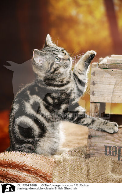 black-golden-tabby-classic Britisch Kurzhaar / black-golden-tabby-classic British Shorthair / RR-77888