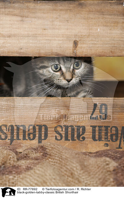 black-golden-tabby-classic Britisch Kurzhaar / black-golden-tabby-classic British Shorthair / RR-77892