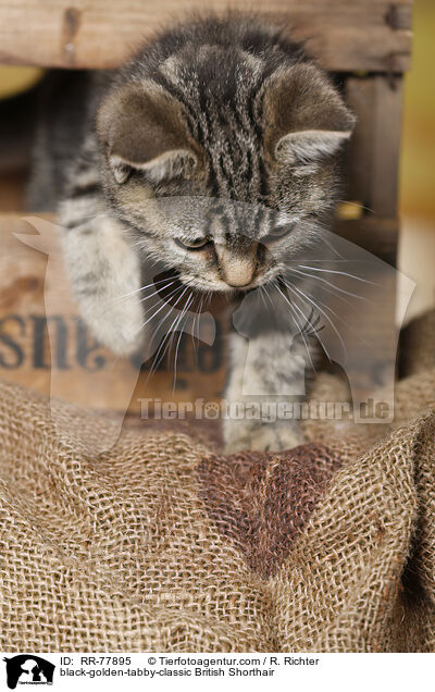 black-golden-tabby-classic Britisch Kurzhaar / black-golden-tabby-classic British Shorthair / RR-77895