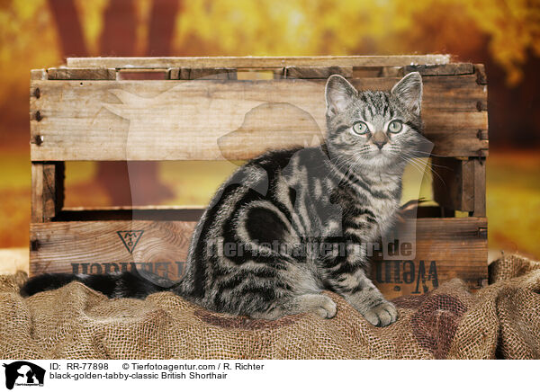black-golden-tabby-classic Britisch Kurzhaar / black-golden-tabby-classic British Shorthair / RR-77898