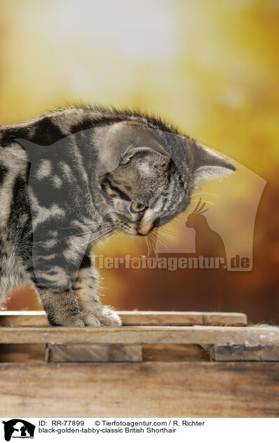 black-golden-tabby-classic Britisch Kurzhaar / black-golden-tabby-classic British Shorthair / RR-77899