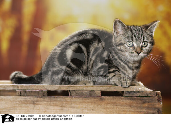 black-golden-tabby-classic Britisch Kurzhaar / black-golden-tabby-classic British Shorthair / RR-77906