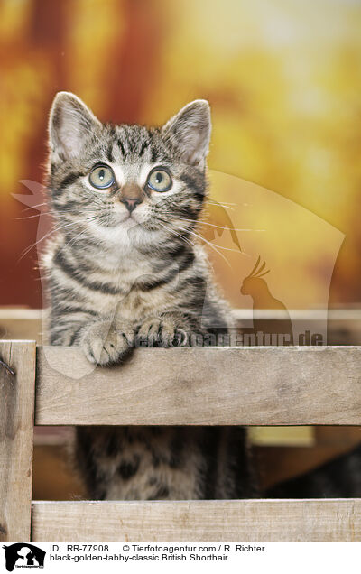 black-golden-tabby-classic Britisch Kurzhaar / black-golden-tabby-classic British Shorthair / RR-77908