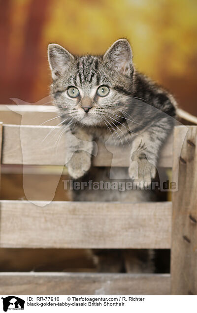 black-golden-tabby-classic Britisch Kurzhaar / black-golden-tabby-classic British Shorthair / RR-77910