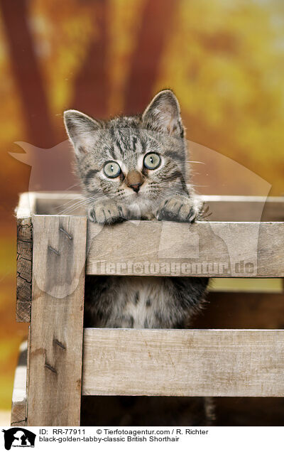 black-golden-tabby-classic Britisch Kurzhaar / black-golden-tabby-classic British Shorthair / RR-77911