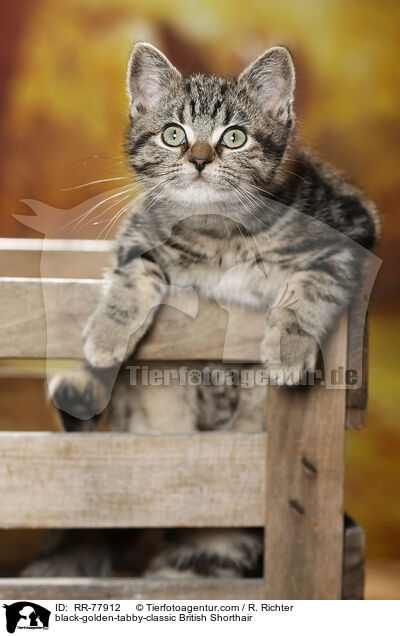 black-golden-tabby-classic Britisch Kurzhaar / black-golden-tabby-classic British Shorthair / RR-77912